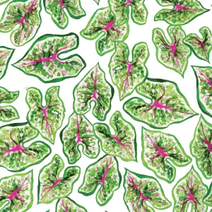 Caladium Gift Wrap