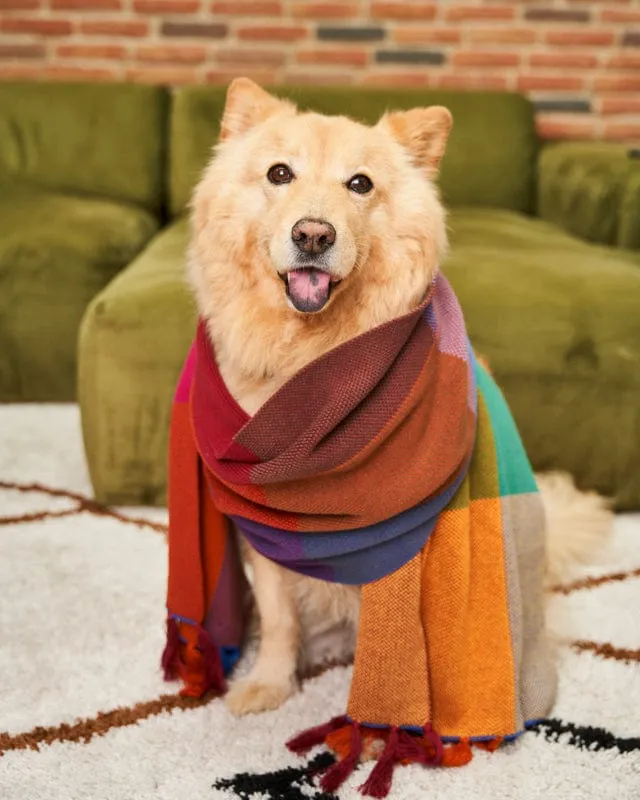 Meridian Organic Cotton Scarf | Multicolour