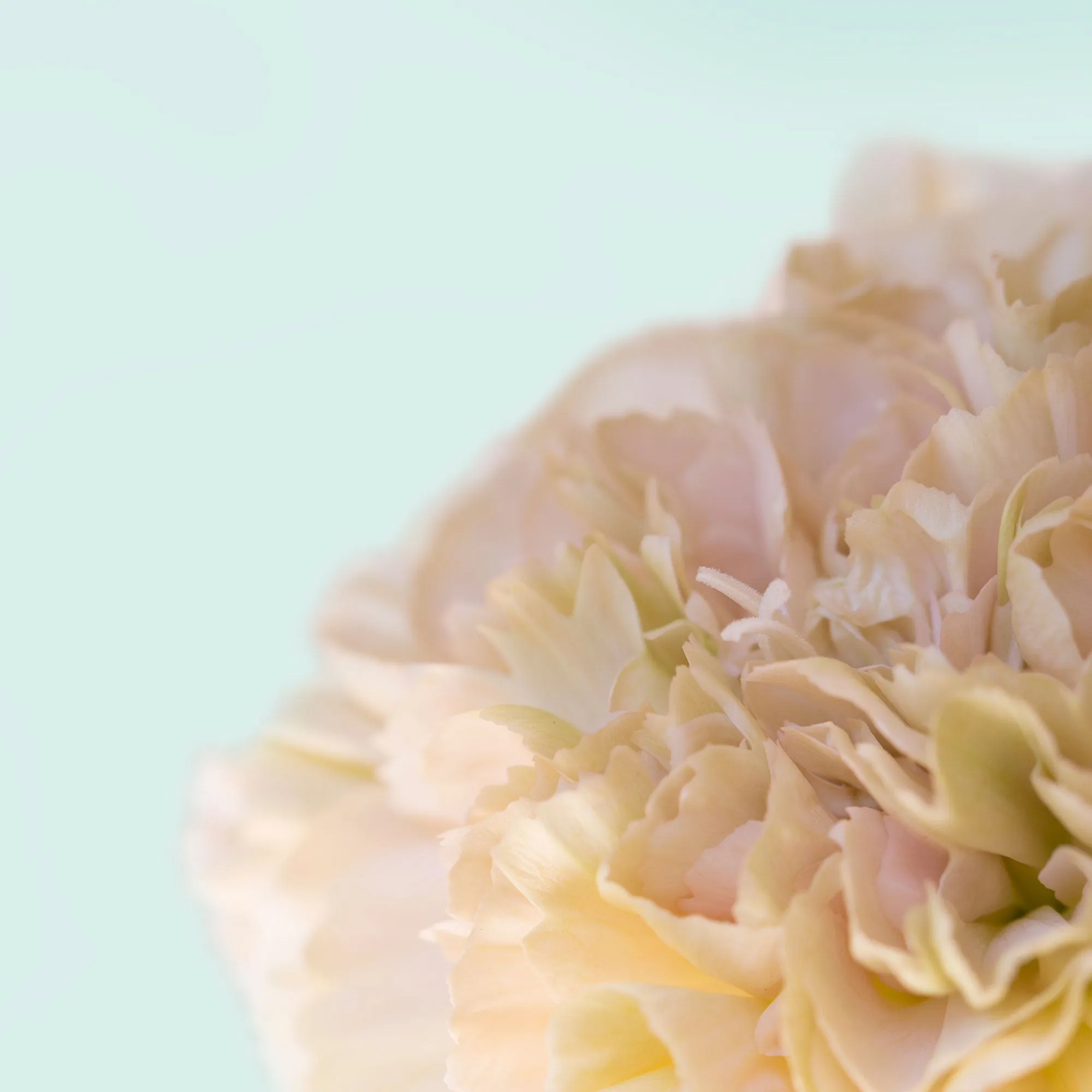 Silk Cotton Kaftan Flower