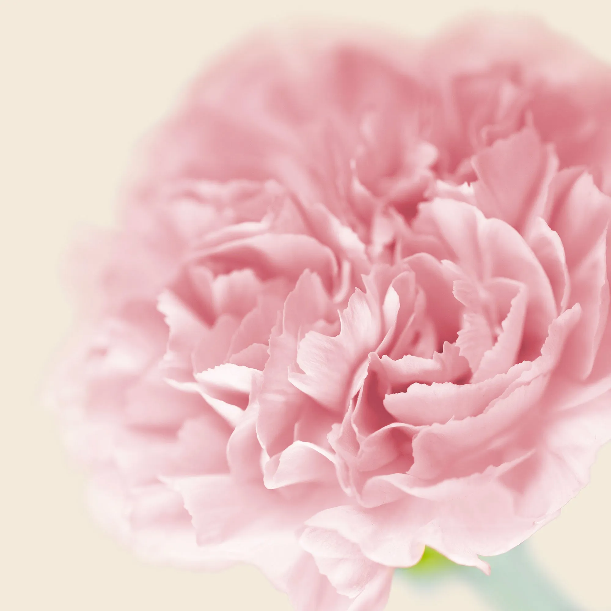 Silk Cotton Kaftan Flower