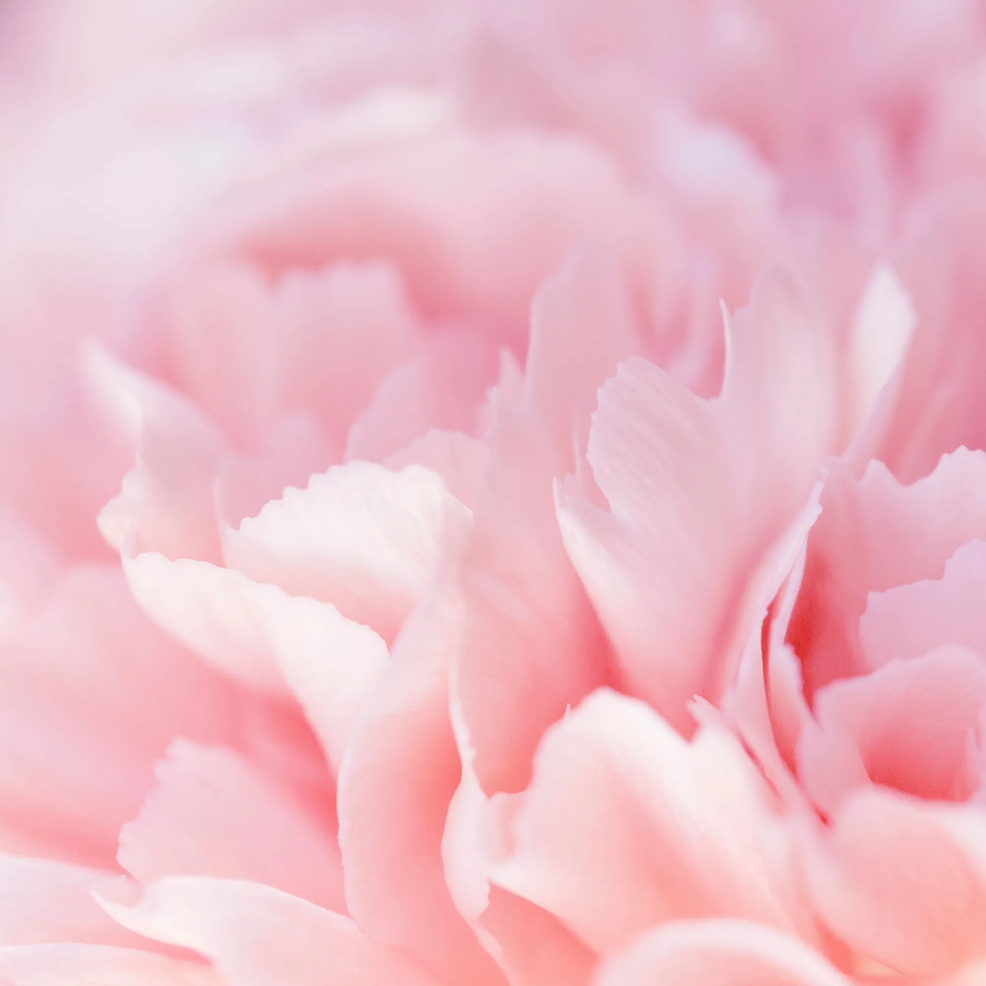Silk Cotton Kaftan Flower