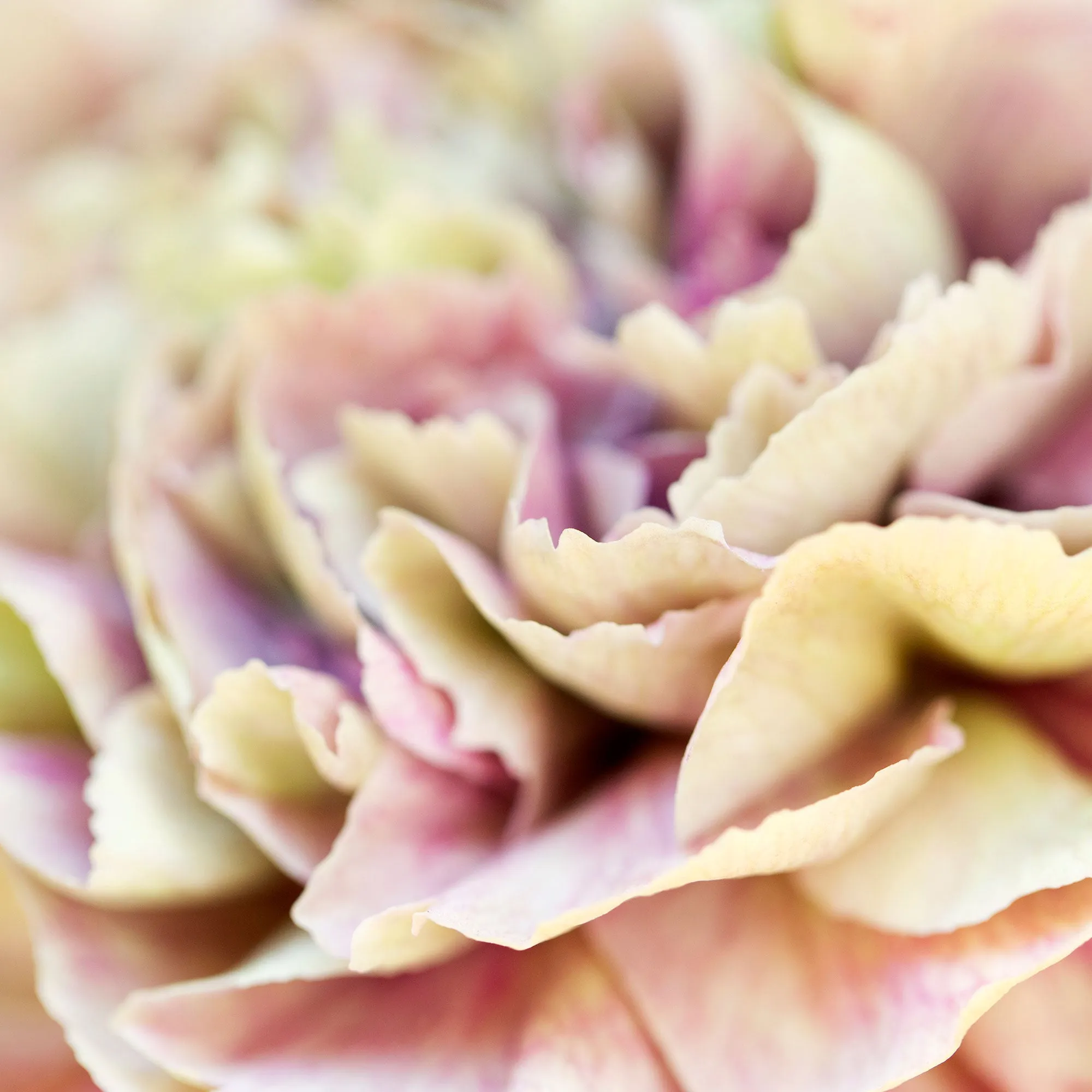 Silk Cotton Kaftan Flower
