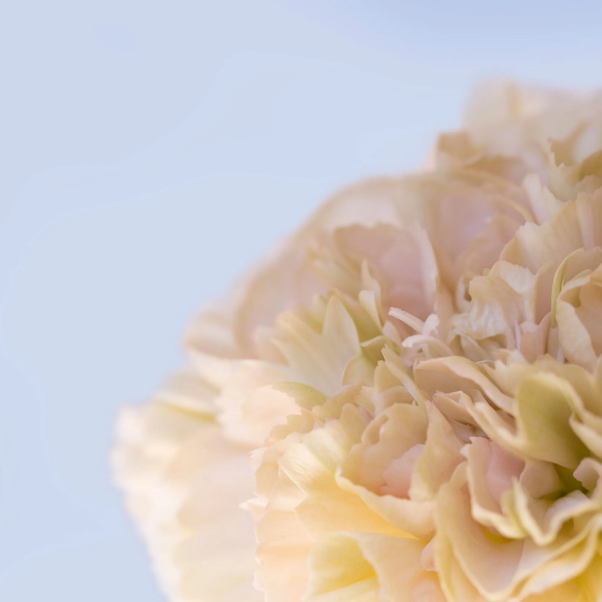 Silk Cotton Kaftan Flower