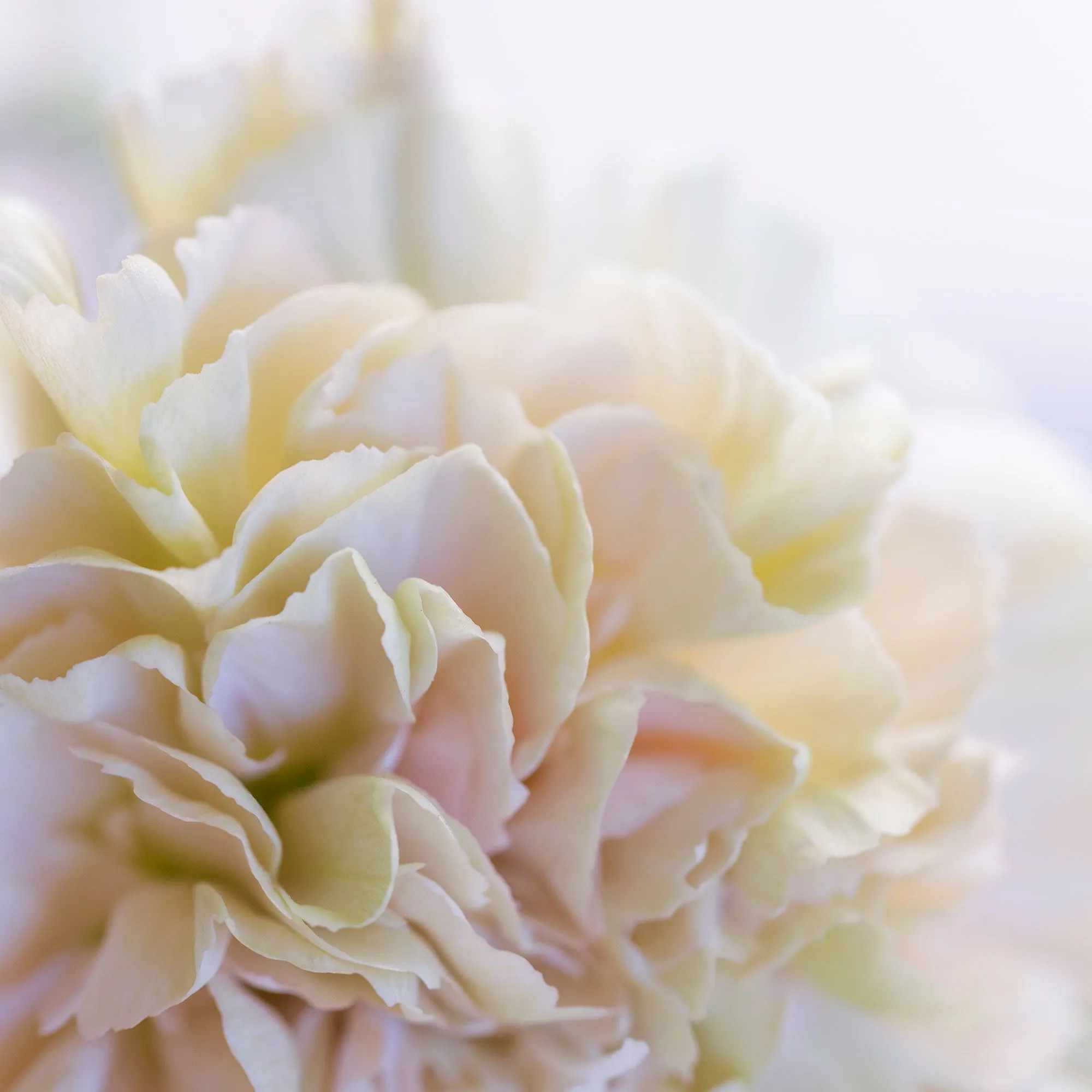 Silk Cotton Kaftan Flower