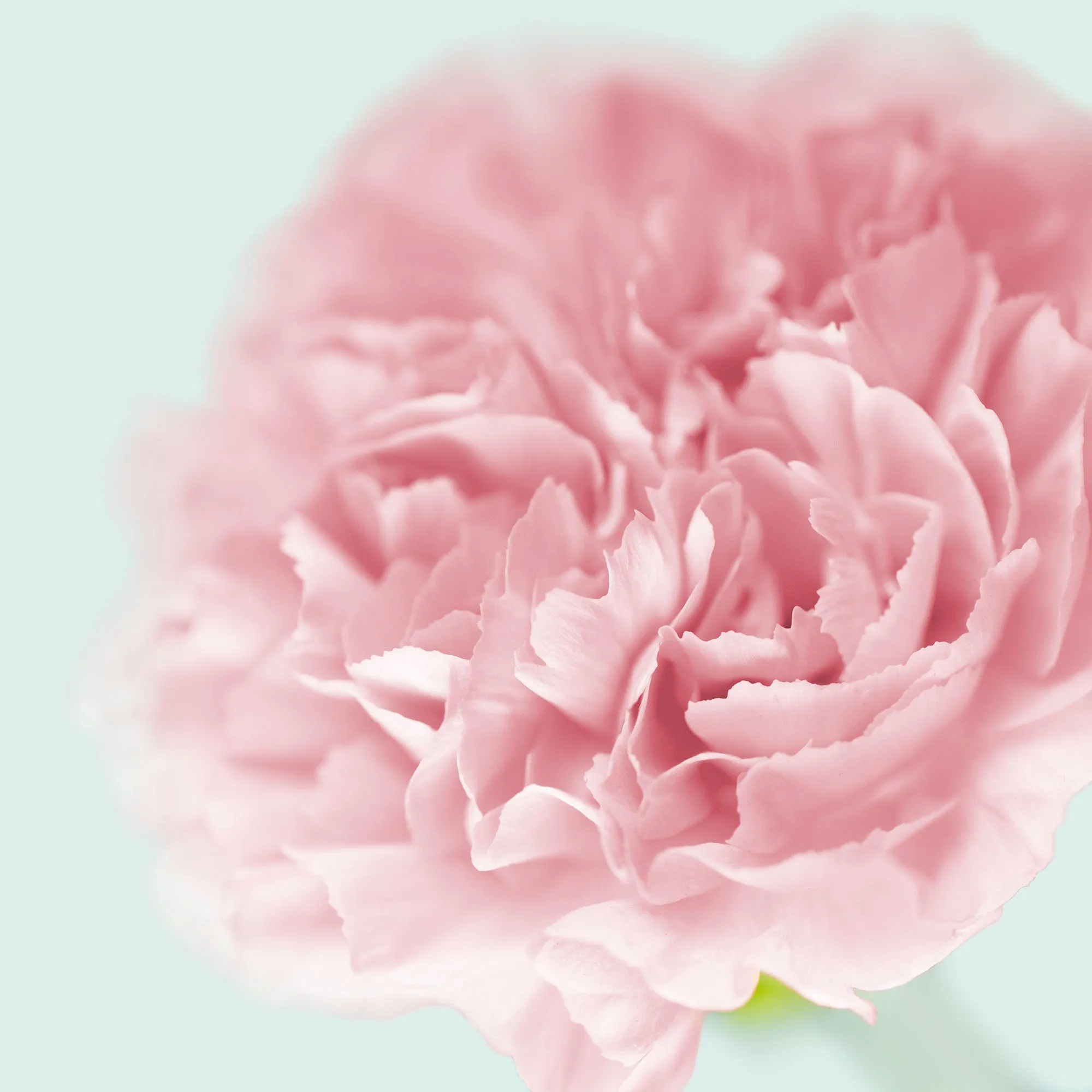 Silk Cotton Kaftan Flower