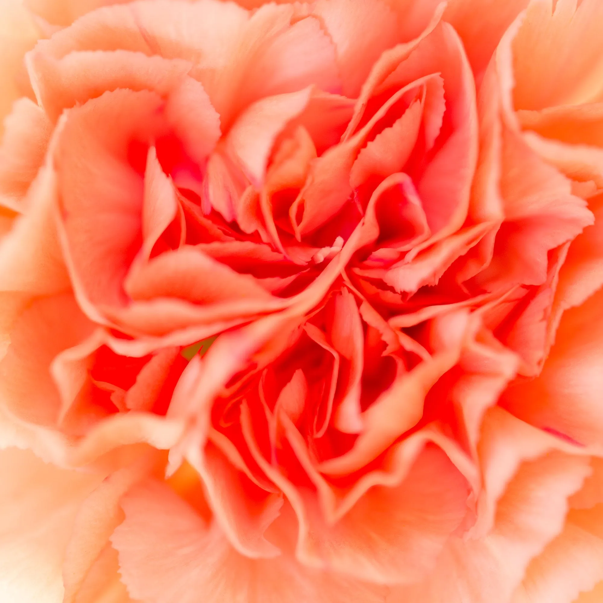 Silk Cotton Kaftan Flower