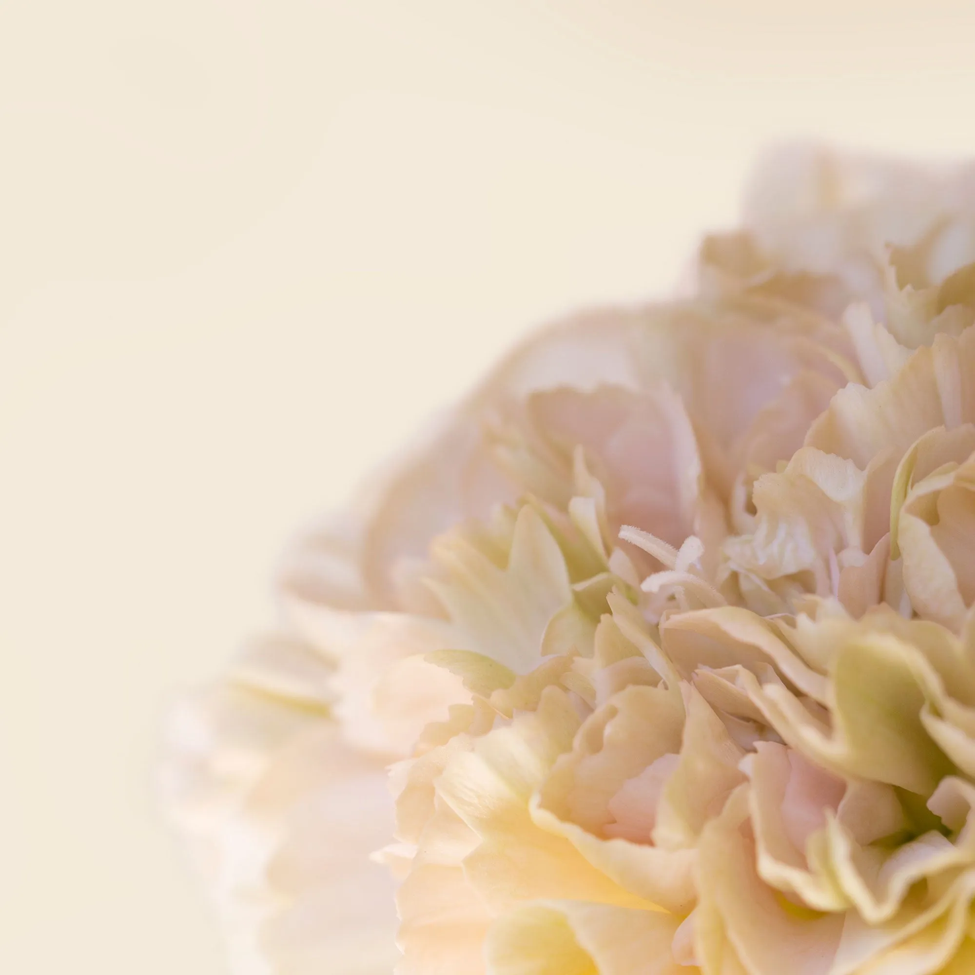 Silk Cotton Kaftan Flower