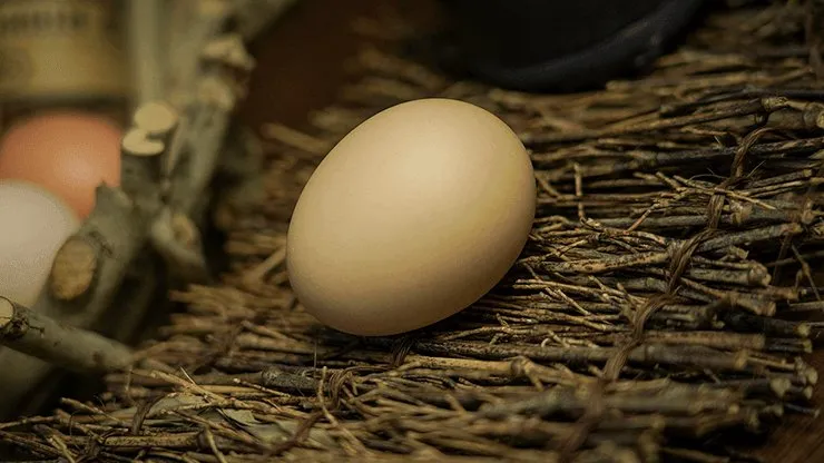 SILK TO EGG by TCC