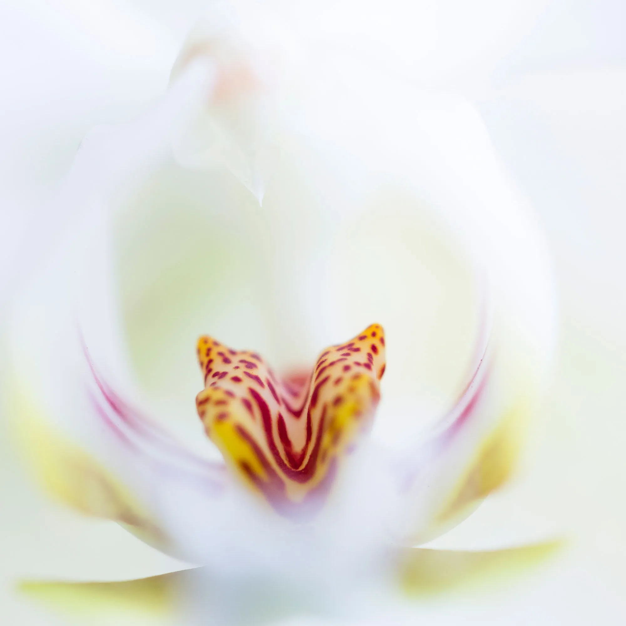 Special Edition White Orchid Silk headscarf
