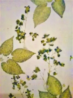 THE MAGIC OF ECO-PRINTING II 2 DAY WORKSHOP WITH DIANE KUEHN